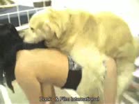 Teen beastiality sex with a furry pet